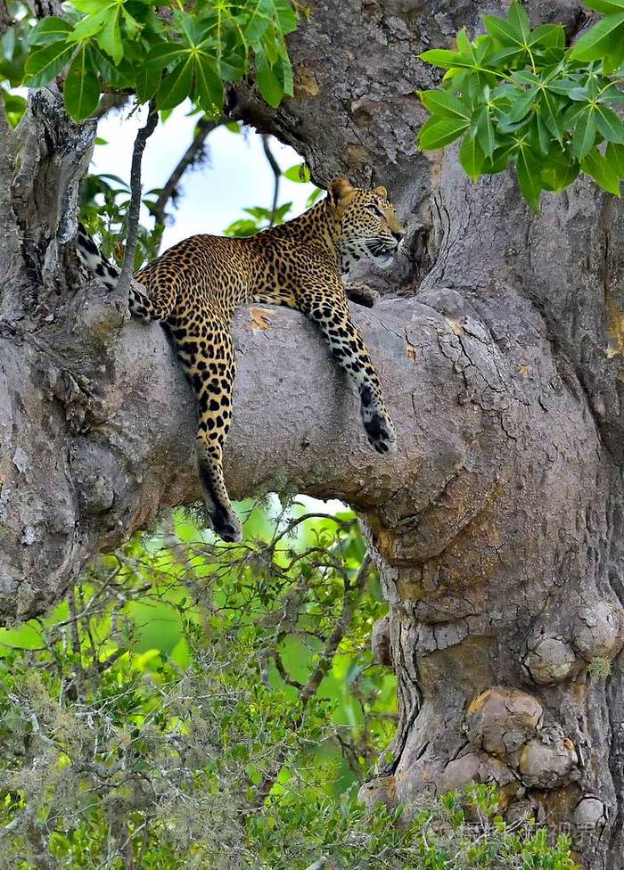 树上的豹子斯里兰卡豹潘切拉帕图斯科提亚