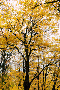 森林里的秋天树, 希腊
