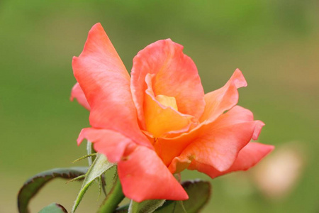 美丽的玫瑰绽放在花园里