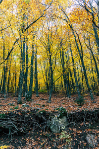 森林里的秋天树, 希腊