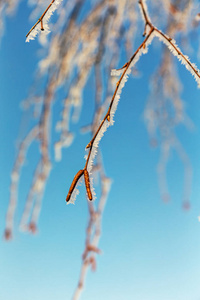 桦树分枝在霜冻