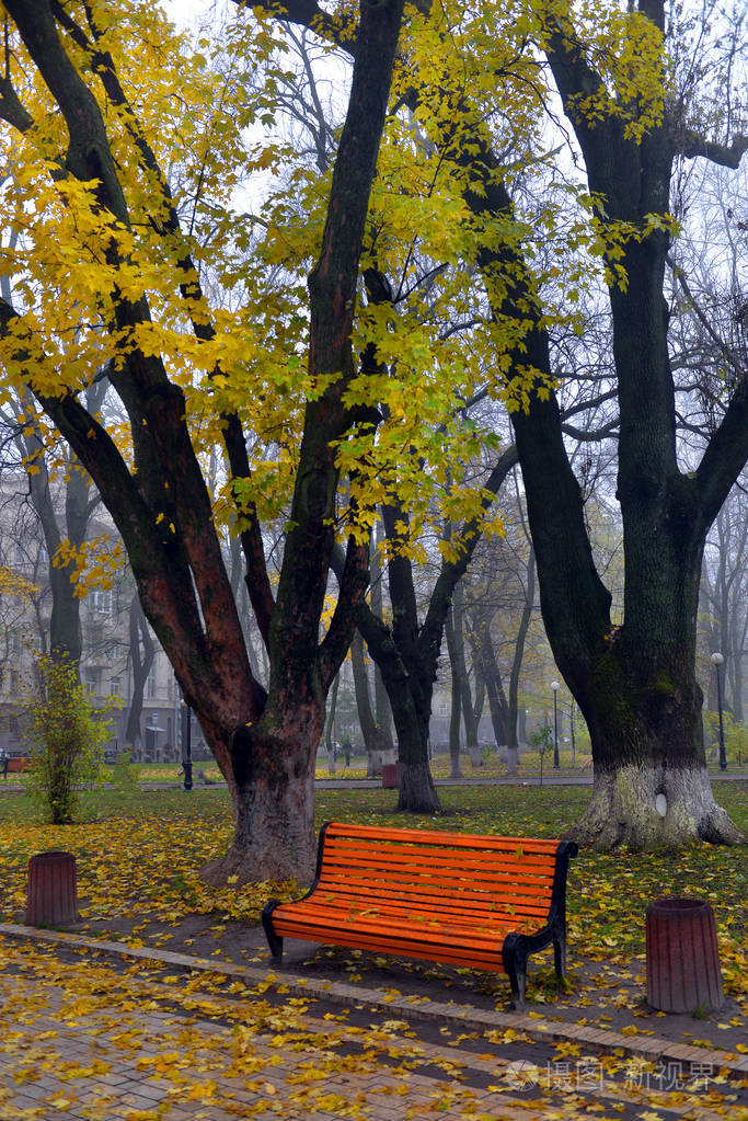 秋天公园里有黄叶的五颜六色的秋天树