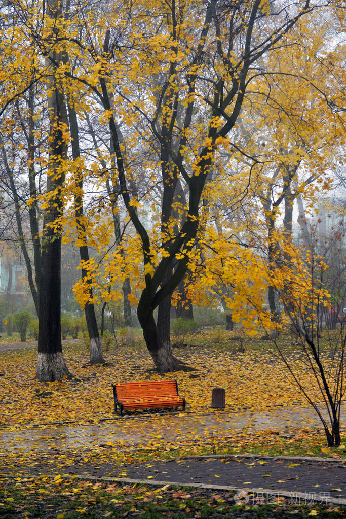 秋天公园里有黄叶的五颜六色的秋天树