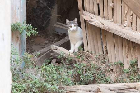 村庄里的野猫图片