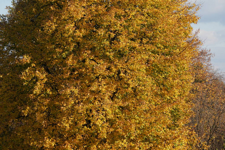公园里的黄色和橙色的秋天树