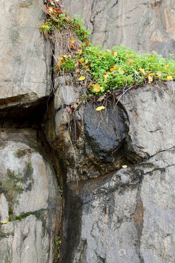 花岗岩背景,石中植物,抽象石质,环境问题,构造板块断裂,地震后果