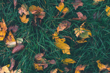秋天的背景。枯叶在地上用一个模糊的背景