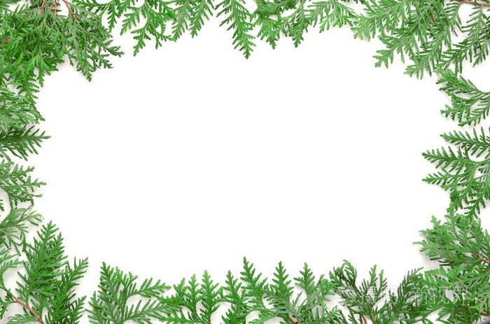 白色背景上的杉木树分支顶视图