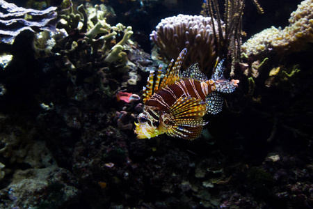 深水水族水下景观