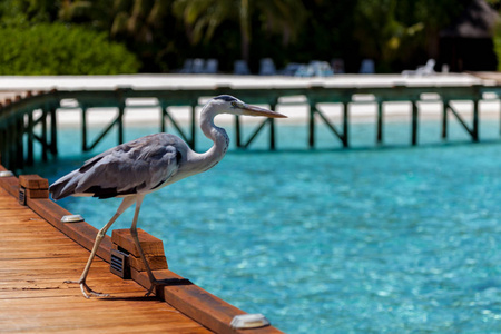 马尔代夫, 一只当地的鸟儿站在桥上