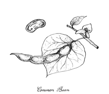 常见植物图片-常见植物素材-常见植物插画-摄图新视界