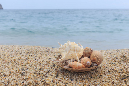 海贝壳对模糊海洋背景的板块