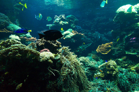 深水水族水下景观图片