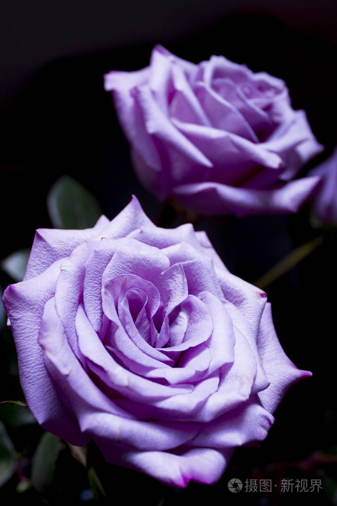 在黑色背景上的淡紫色玫瑰