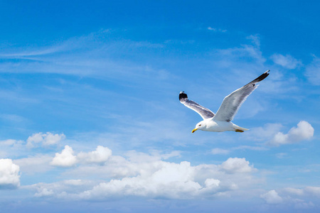 大海鸥在天空中