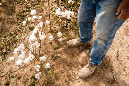 农夫的脚靴子褐色污垢棉花植物棉铃收获准备