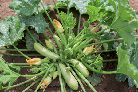 菜园西葫芦植物照片