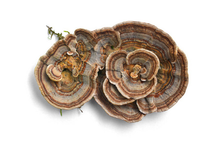 栓绒革盖菌蘑菇