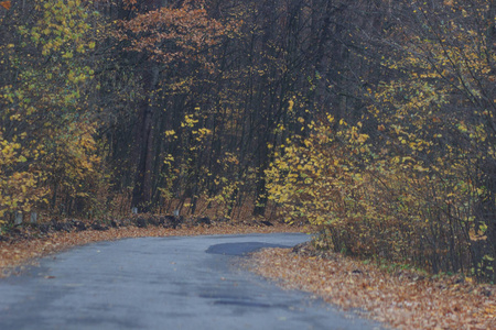 道路在秋天的风景