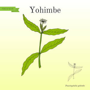育亨宾 Pausinystalia johimbe，药用植物