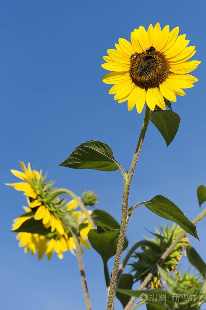 黄色的普通向日葵开日葵花