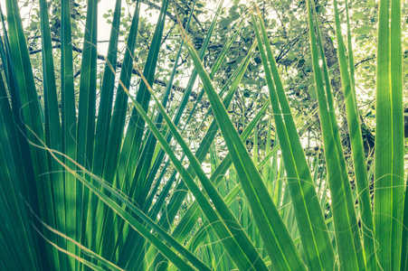棕榈叶的热带背景。绿色颜色