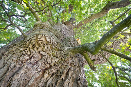 德国最古老的橡树