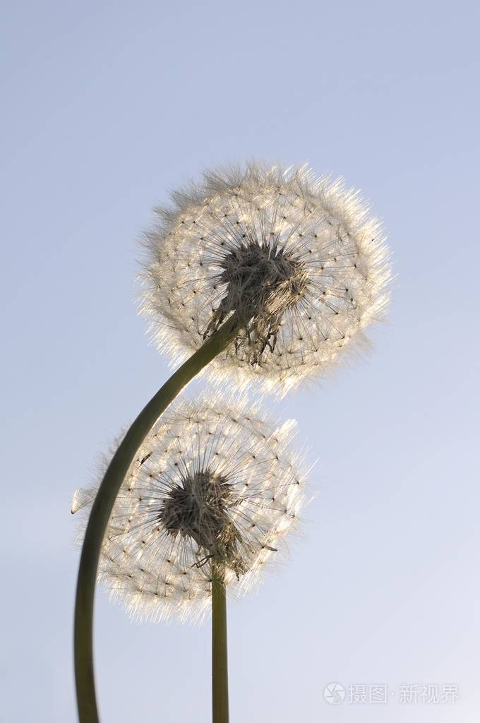 后点燃的蒲公英时钟或吹球大