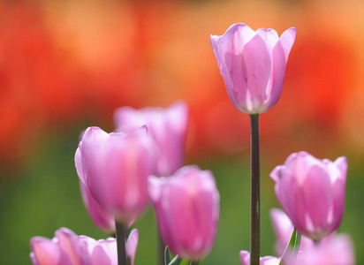 生长着紫色郁金香花