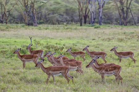 非洲羚羊类一群雌性黑斑马(aepycerosmelampus纳库鲁湖国家公园肯尼亚