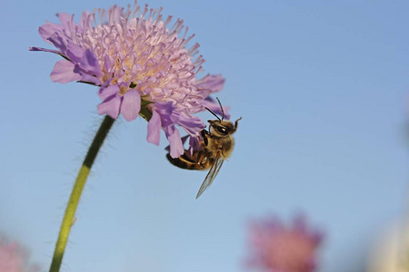 蜜蜂蜜蜂 在一个粗糙的田野上诺蒂阿阿文西巴登沃滕堡，德国，欧洲