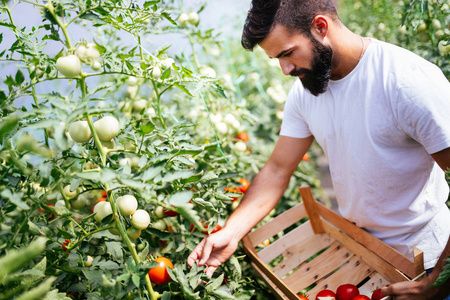 男性农民采摘新鲜的西红柿
