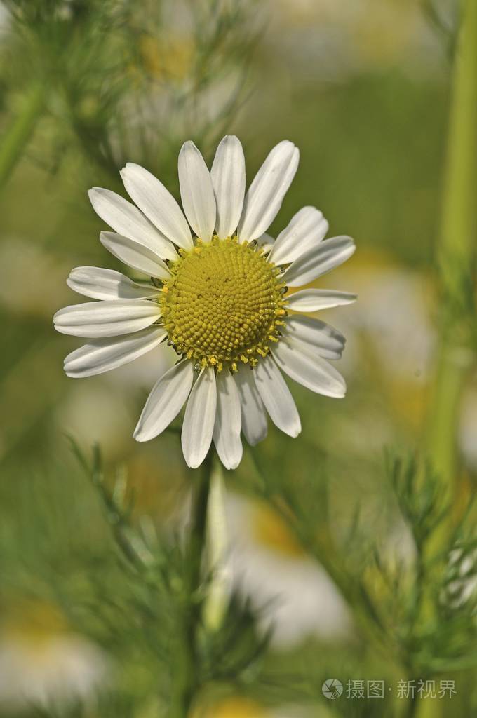 洋甘菊花在田间照片-正版商用图片102e0e-摄图新视界