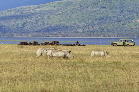 白犀牛或方形唇状犀牛水牛前的成年动物和越野车纳库鲁湖国家公园肯尼亚，东非，非洲，非洲公共场所，非洲