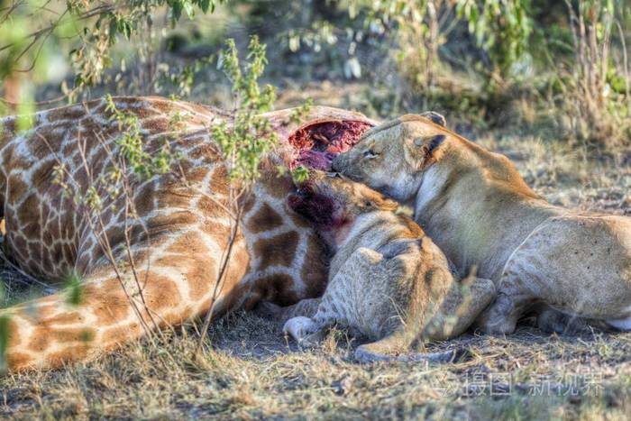 狮子吃长颈鹿野生的骄傲
