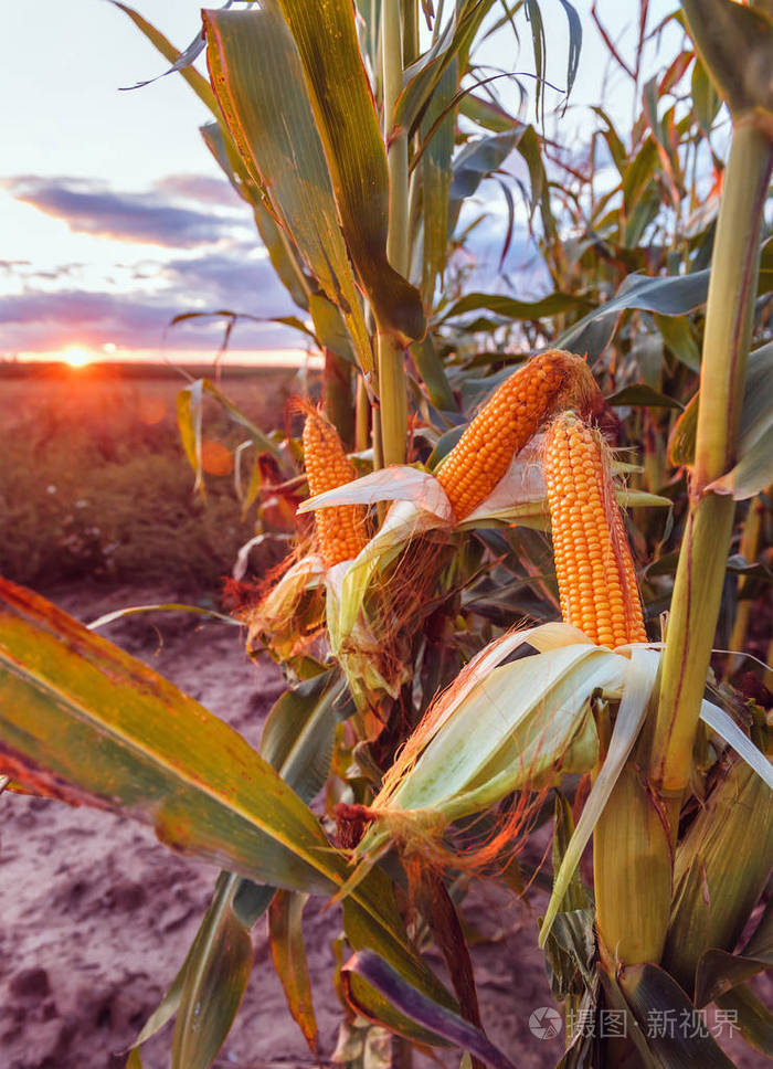 日落时的成熟玉米棒子