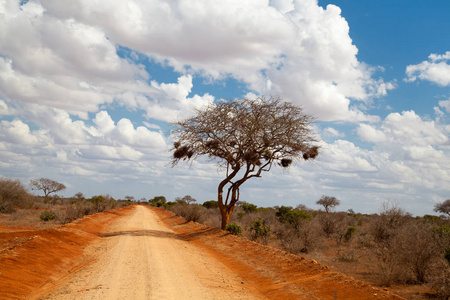 在肯尼亚大草原上的树, 蓝天白云, 一条红色的路