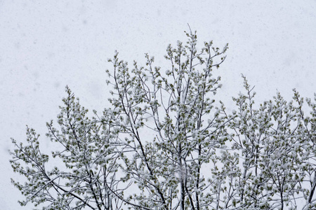 降雪的树木