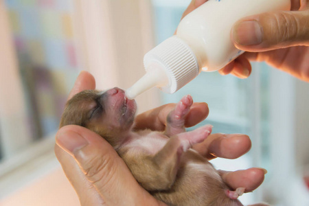 女性母乳的手为甜新生小狗照片