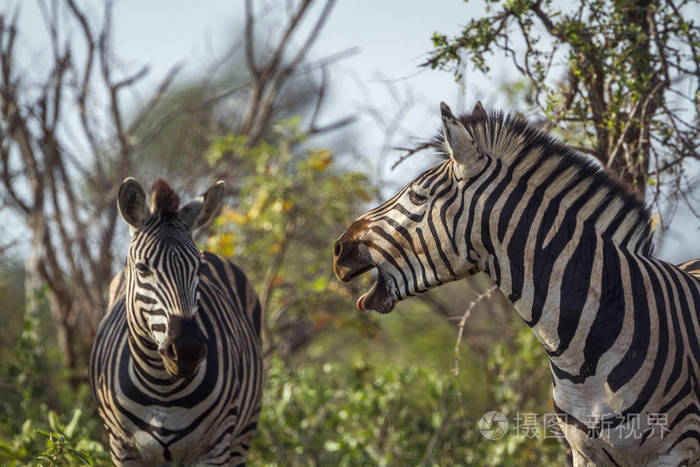 平原斑马在南非克鲁格国家公园