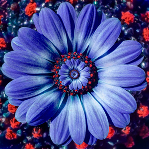 蓝色甘菊雏菊花重复抽象分形效应模式背景。蓝色红色花螺旋抽象图案分形。令人难以置信的花朵图案圆圆螺旋背景