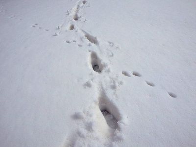 白雪中的人类足迹