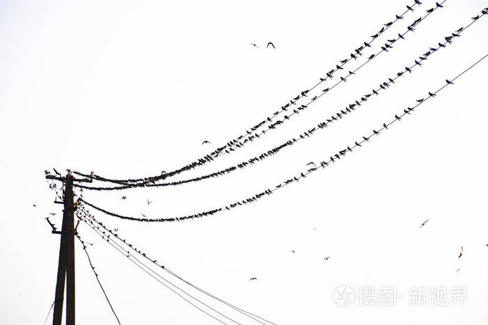 燕子的图画电线杆图片