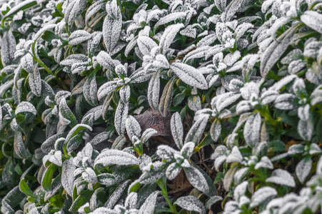 软霜图片-软霜素材-软霜插画-摄图新视界