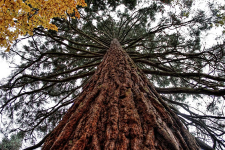 的树位于附近的奥伯苏塞尔 (法兰克福) 在黑森在德国的底部的看法照片
