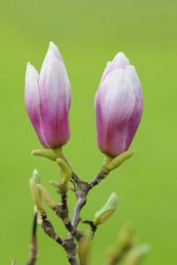 春天盛开的美丽的紫玉兰花图片