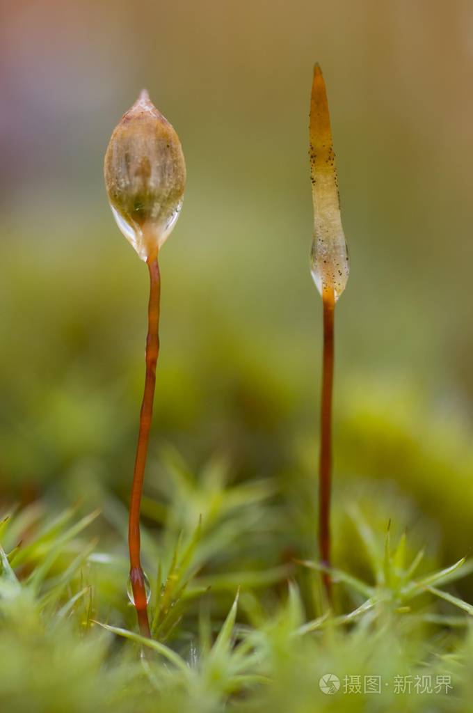 结有露珠的苔藓孢子囊