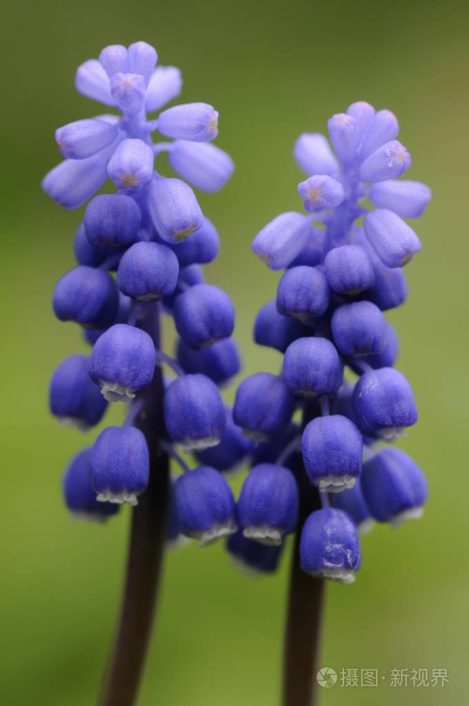 葡萄风信子麝香植物花
