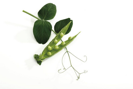 peasecods带有卷须的豌豆荚照片