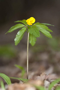 黄木葵anemoneranunculoides.